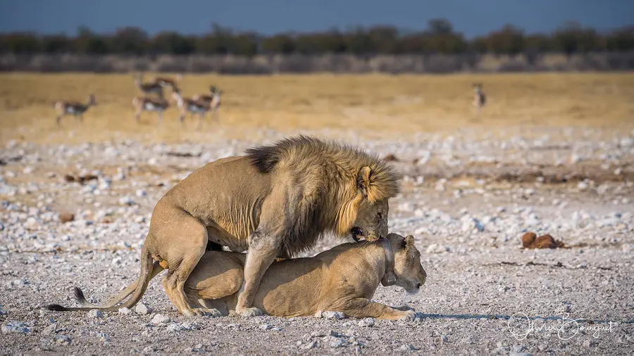 Best of : namibie, animaux, nature, photo 175 d’Olivier Bourguet