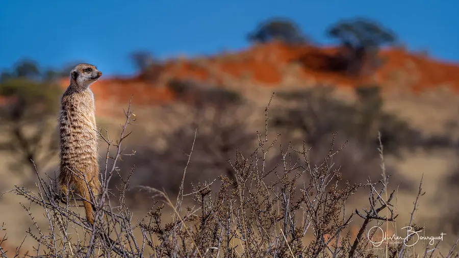 Best of : namibie, animaux, desert, nature, photo 178 d’Olivier Bourguet