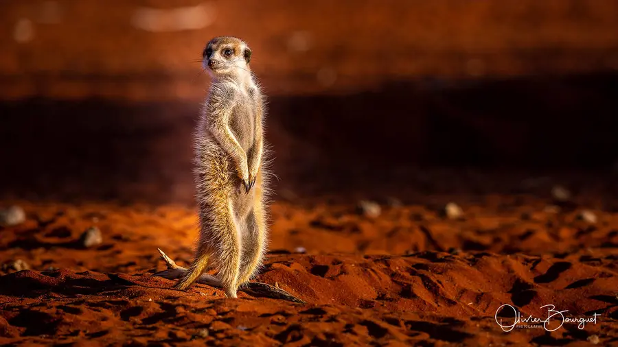 Namibie : animaux, Kalahari, desert, photo 63 d’Olivier Bourguet