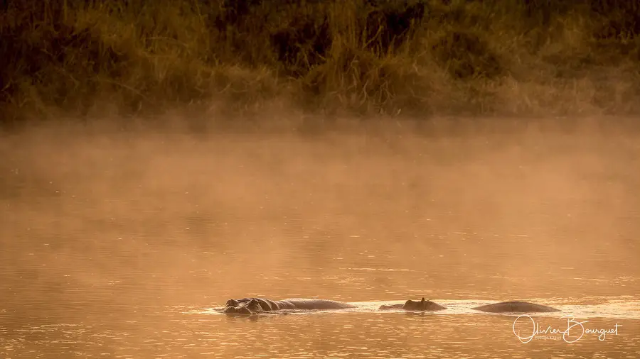 Sélection de mes plus belles images : namibie 1, photo 96 d’Olivier Bourguet