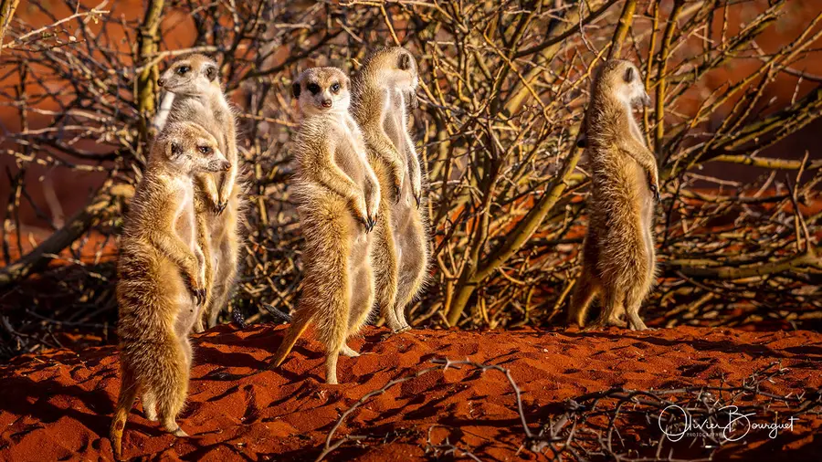 Best of : namibie, animaux, desert, nature, photo 177 d’Olivier Bourguet