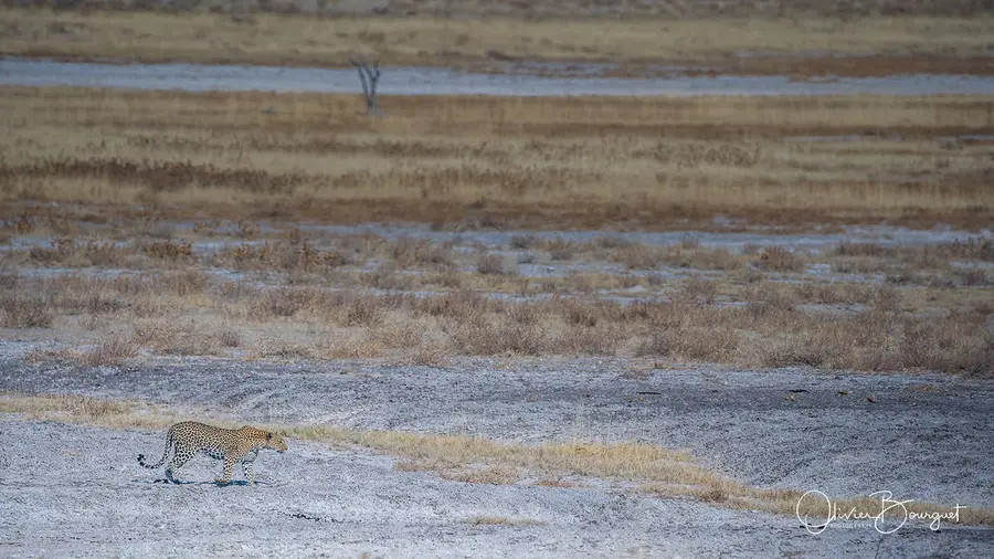 Namibie : animaux, Etosha, photo 61 d’Olivier Bourguet
