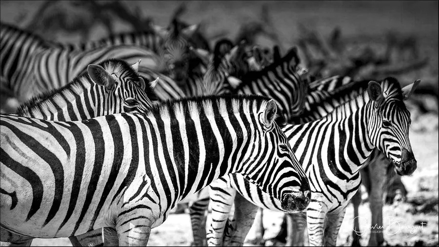 Variations carrées (et autres) en noir et blanc : N/B 31, photo 31 d’Olivier Bourguet