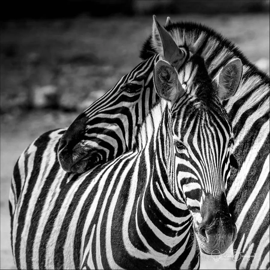 Variations carrées (et autres) en noir et blanc : N/B 32, photo 32 d’Olivier Bourguet