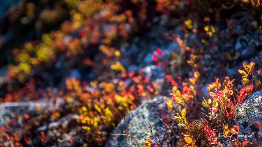 Scandinavie : norvège, fleurs, photo 83 d’Olivier Bourguet