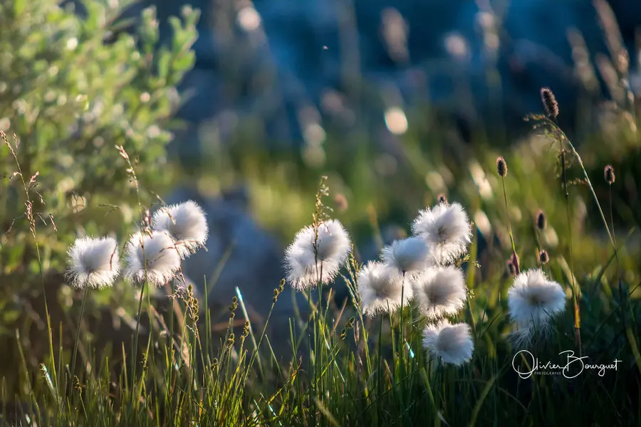 Scandinavie : norvège, fleurs, photo 10 d’Olivier Bourguet