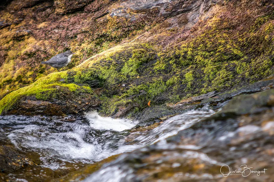 Sélection de mes plus belles images : norvège 7, photo 84 d’Olivier Bourguet