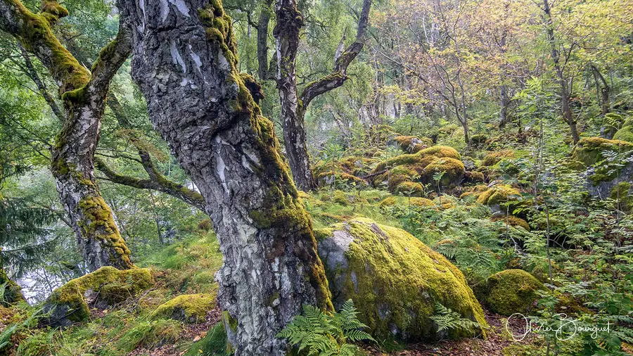 Scandinavie : norvège, forêt, fleurs, photo 22 d’Olivier Bourguet