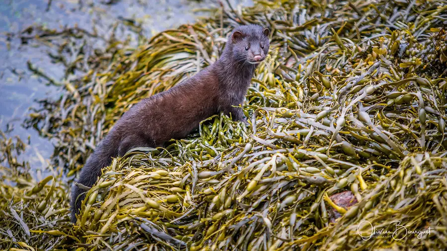 Scandinavie : norvège, animaux, photo 30 d’Olivier Bourguet