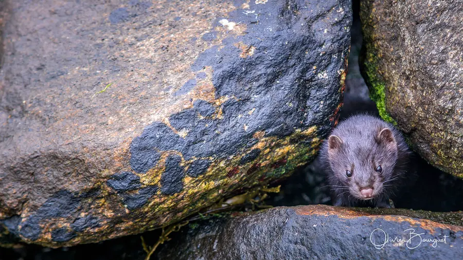 Scandinavie : norvège, animaux, photo 31 d’Olivier Bourguet