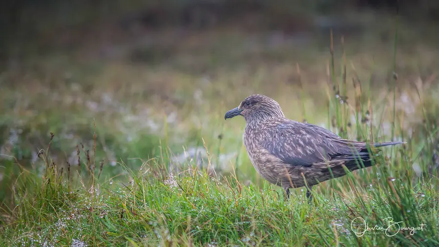 Scandinavie : norvège, animaux, photo 32 d’Olivier Bourguet