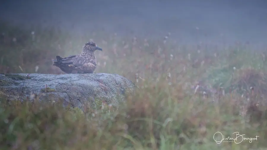 Scandinavie : norvège, animaux, photo 33 d’Olivier Bourguet