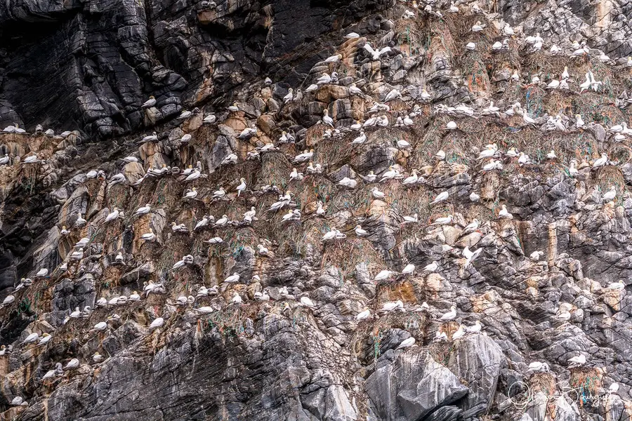 Scandinavie : norvège, animaux, photo 34 d’Olivier Bourguet