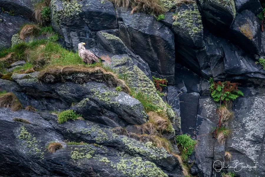 Scandinavie : norvège, animaux, photo 36 d’Olivier Bourguet
