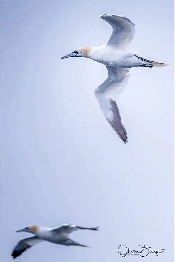 Best of : norvège, nature, animaux, verticales, nature, photo 184 d’Olivier Bourguet