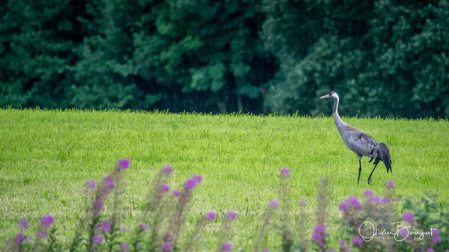 Scandinavie : norvège, animaux, photo 38 d’Olivier Bourguet