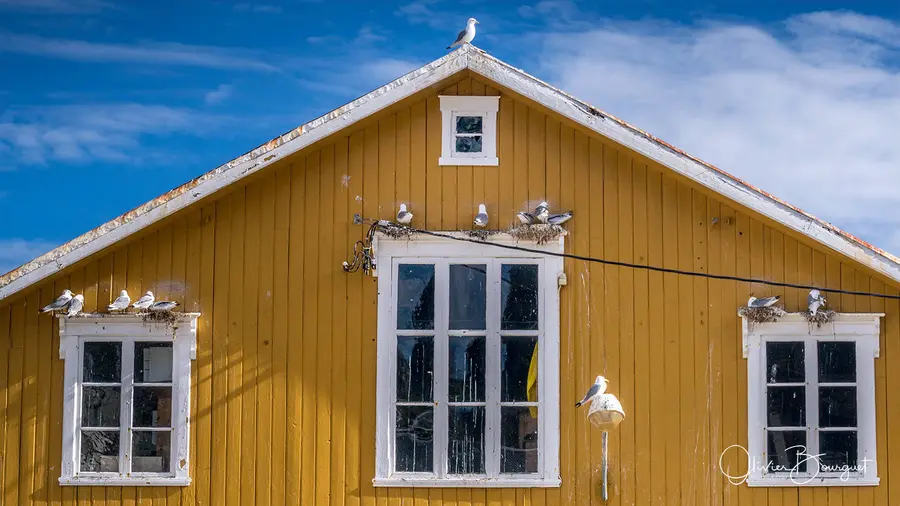 Scandinavie : norvège, îles Lofoten, animaux, villages, photo 47 d’Olivier Bourguet