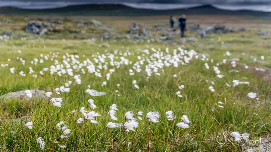 Scandinavie : norvège, rando, fleurs, paysages, montagnes, photo 4 d’Olivier Bourguet