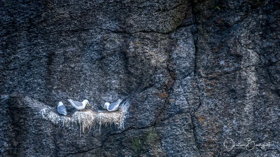 Sélection de mes plus belles images : norvège 13, photo 89 d’Olivier Bourguet