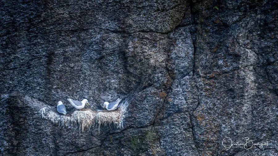 Scandinavie : norvège, îles Lofoten, animaux, photo 48 d’Olivier Bourguet