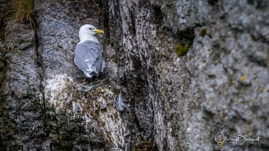 Scandinavie : norvège, îles Lofoten, animaux, photo 49 d’Olivier Bourguet