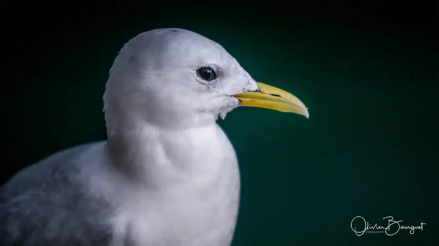 Scandinavie : norvège, îles Lofoten, animaux, photo 51 d’Olivier Bourguet