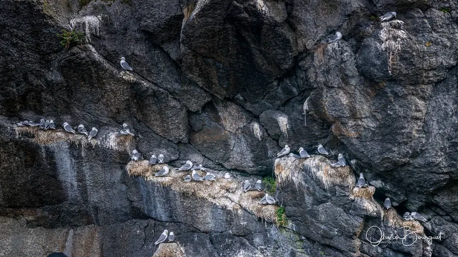 Scandinavie : norvège, îles Lofoten, animaux, photo 50 d’Olivier Bourguet