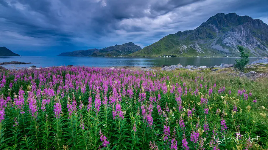 Scandinavie : norvège, paysages, îles Lofoten, paysages, fleurs, photo 53 d’Olivier Bourguet