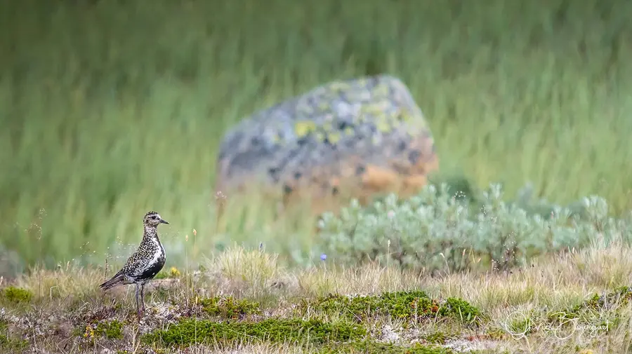 Scandinavie : norvège, animaux, photo 5 d’Olivier Bourguet
