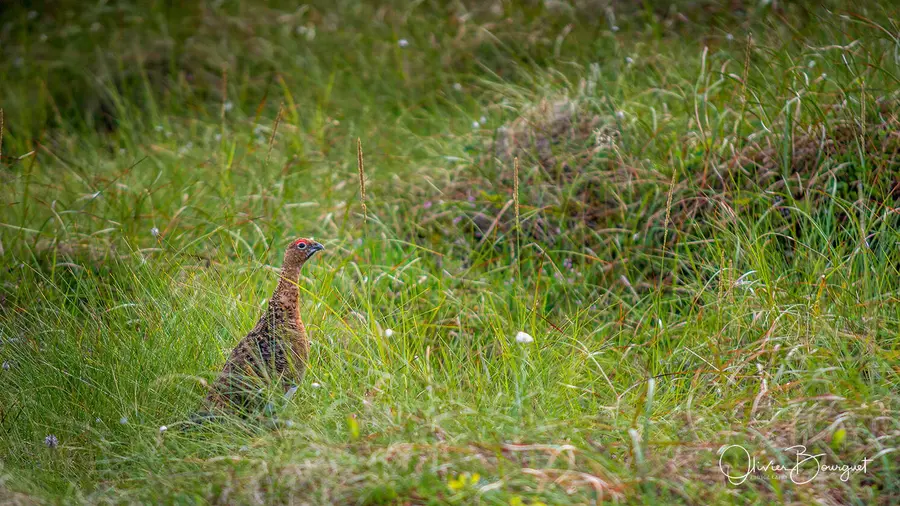 Scandinavie : norvège, animaux, photo 61 d’Olivier Bourguet