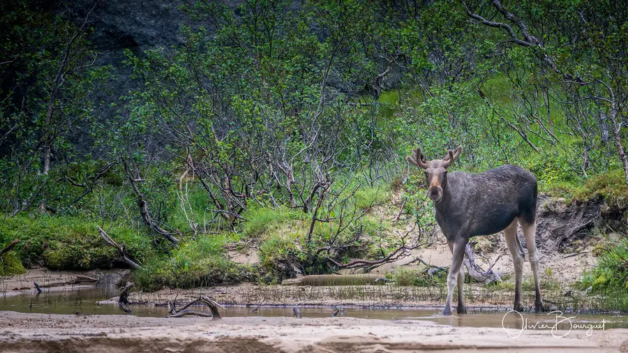 Scandinavie : norvège, animaux, photo 64 d’Olivier Bourguet