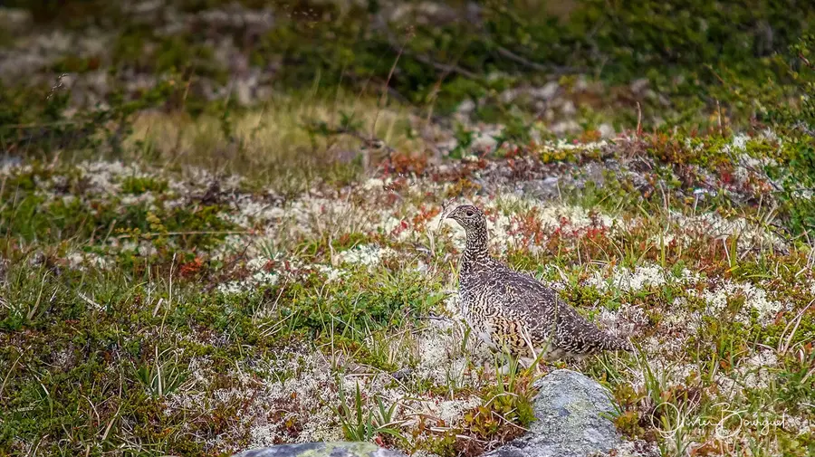 Scandinavie : norvège, animaux, photo 6 d’Olivier Bourguet