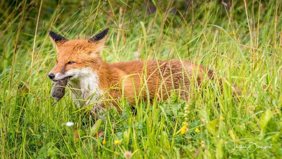 Scandinavie : norvège, animaux, photo 66 d’Olivier Bourguet