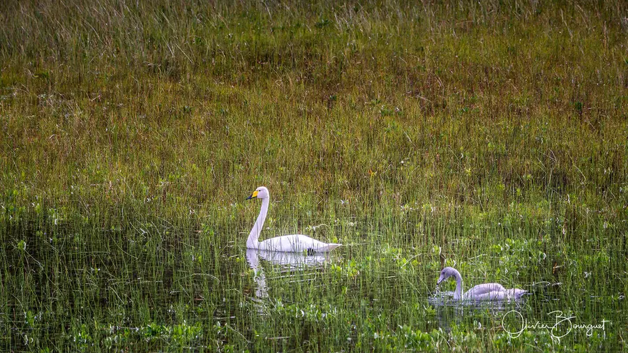 Scandinavie : norvège, animaux, photo 67 d’Olivier Bourguet