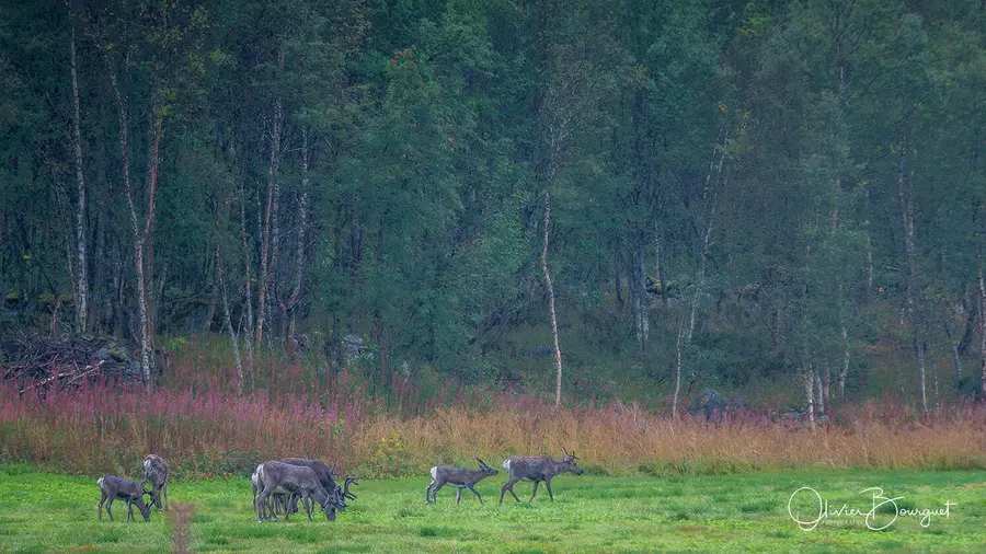 Scandinavie : norvège, animaux, photo 74 d’Olivier Bourguet
