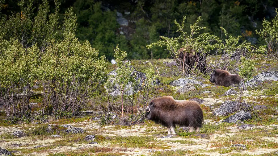 Scandinavie : norvège, animaux, photo 77 d’Olivier Bourguet