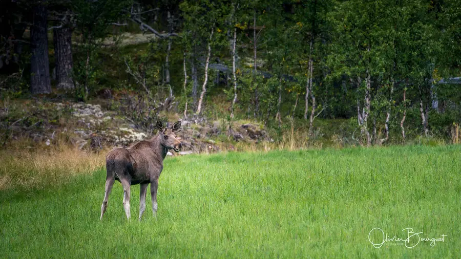 Scandinavie : norvège, animaux, photo 80 d’Olivier Bourguet