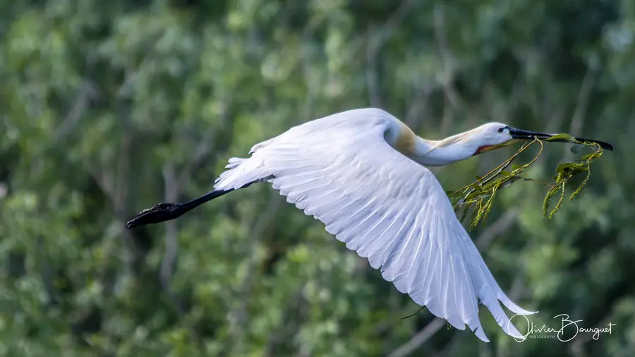 Roumanie : animaux, delta du Danube, printemps, photo 62 d’Olivier Bourguet