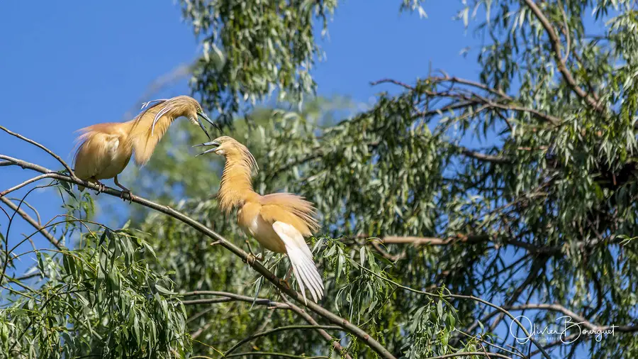 Roumanie : animaux, delta du Danube, printemps, photo 63 d’Olivier Bourguet