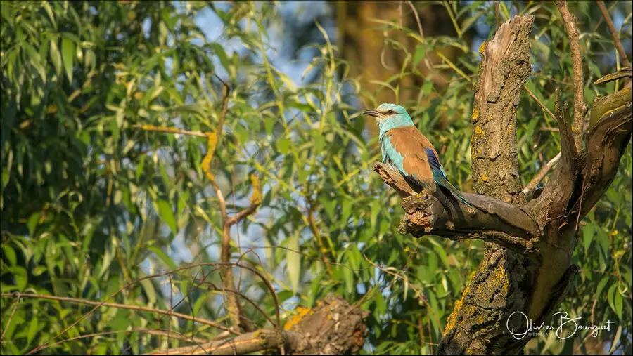 Roumanie : animaux, delta du Danube, printemps, photo 67 d’Olivier Bourguet