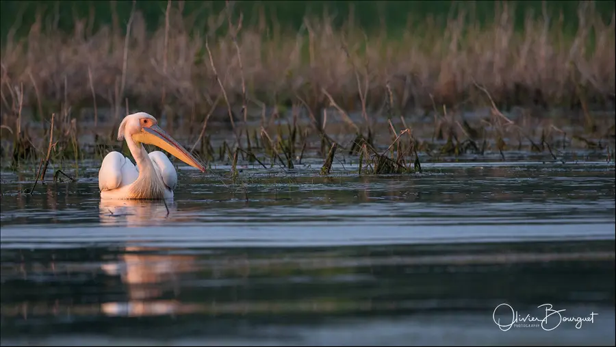 Roumanie : animaux, delta du Danube, printemps, photo 68 d’Olivier Bourguet