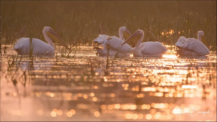 Roumanie : animaux, delta du Danube, printemps, photo 69 d’Olivier Bourguet