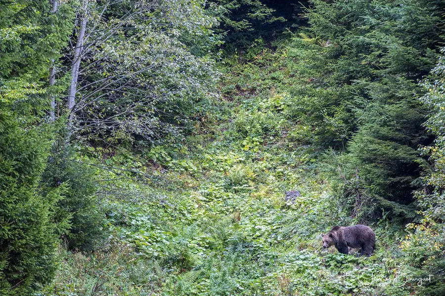 Roumanie : animaux, forêts, 2025 - septembre - terres oubliées, photo 95 d’Olivier Bourguet