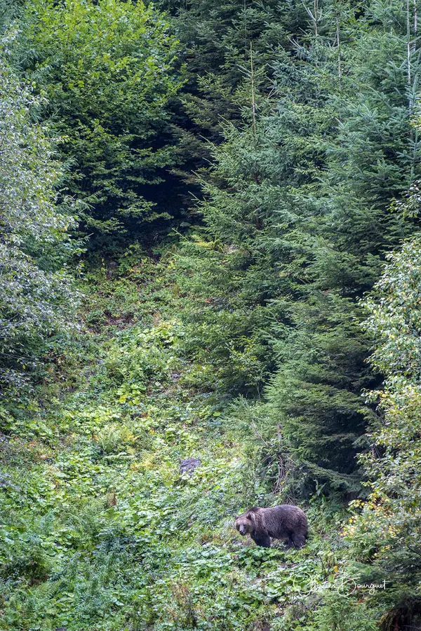 Roumanie : animaux, forêts, 2025 - septembre - terres oubliées, photo 96 d’Olivier Bourguet