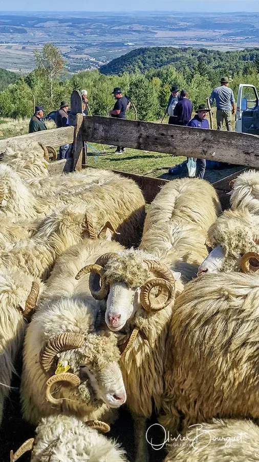 Roumanie : traditions, animaux, smartphone, 2025 - septembre - terres oubliées, photo 118 d’Olivier Bourguet